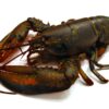 Alaska Lobster