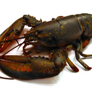 Alaska Lobster