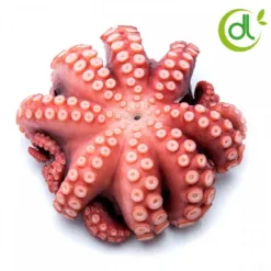 Octopus