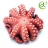 Japanese Octopus
