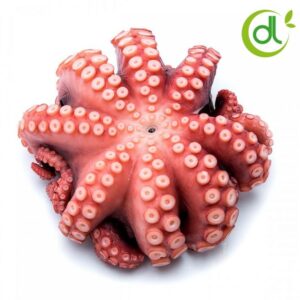 Japanese Octopus