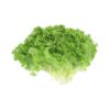 Dalat green curly lettuce