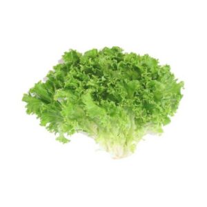Dalat green curly lettuce